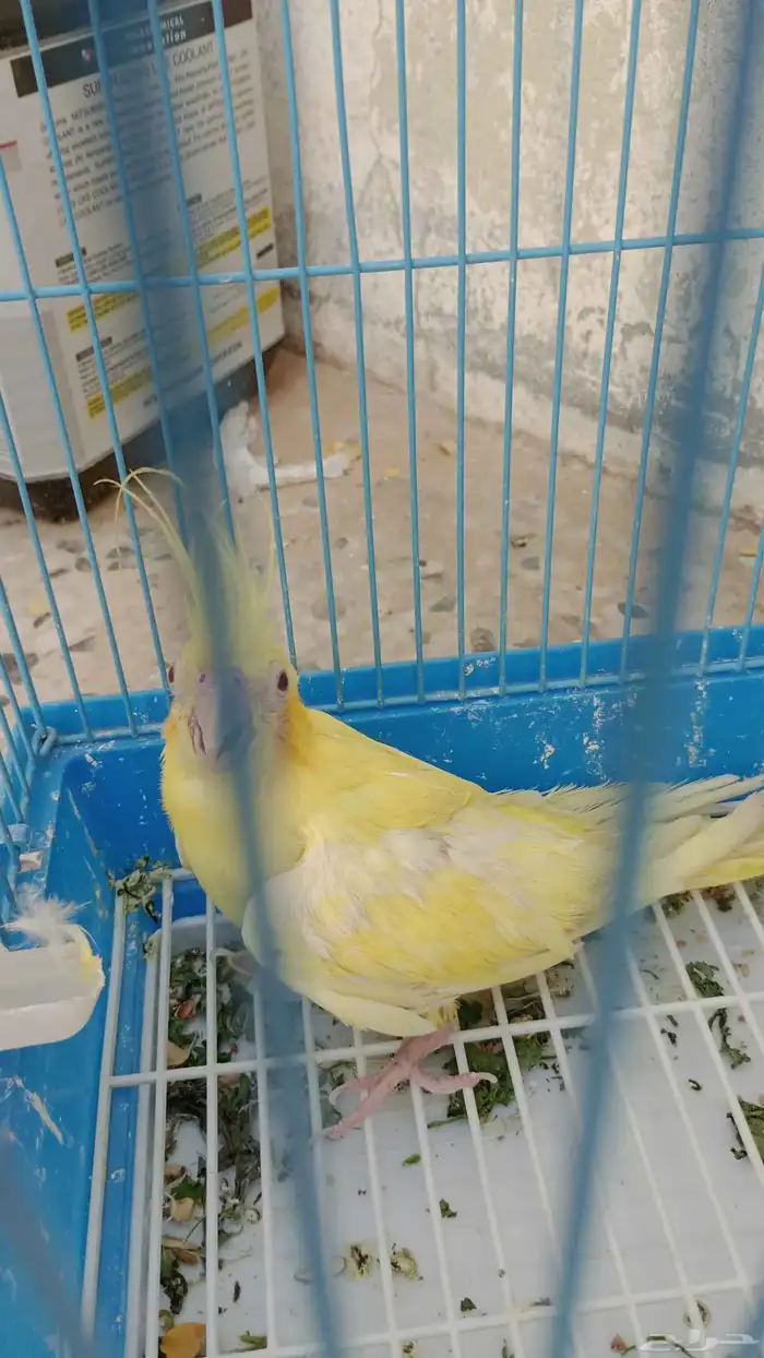 كروان أنثى انناج 2