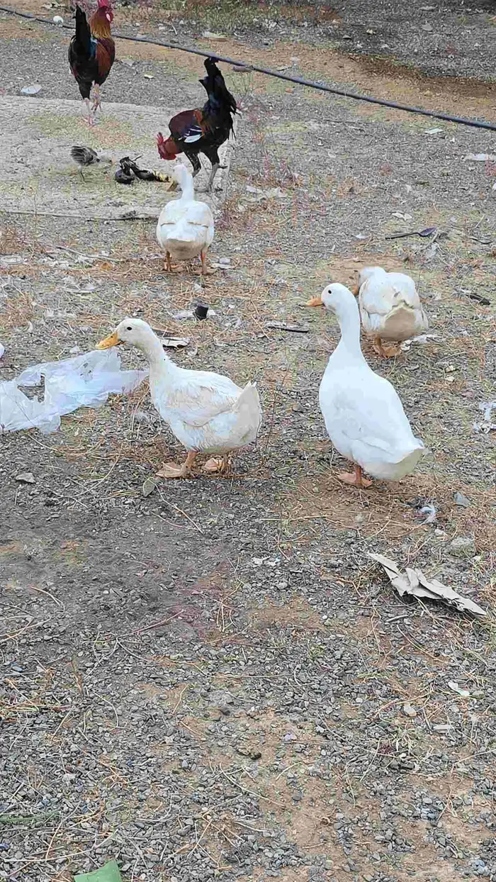 بط بكيني للبيع 0