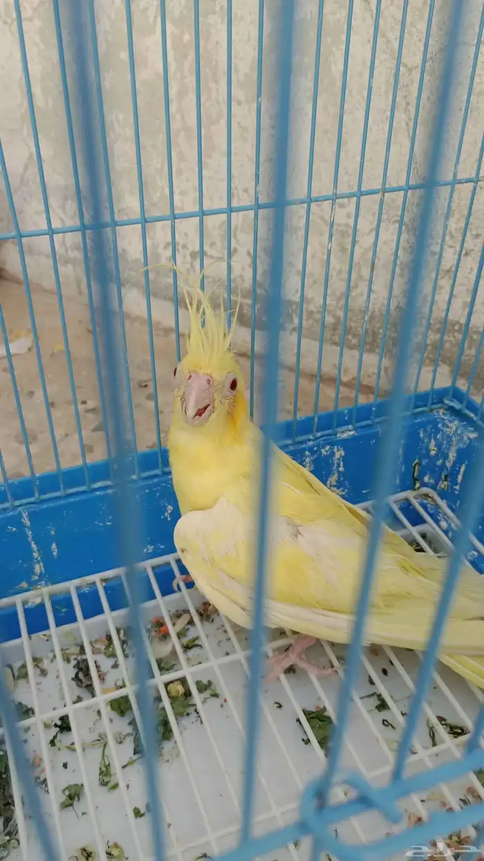 كروان أنثى انناج 1