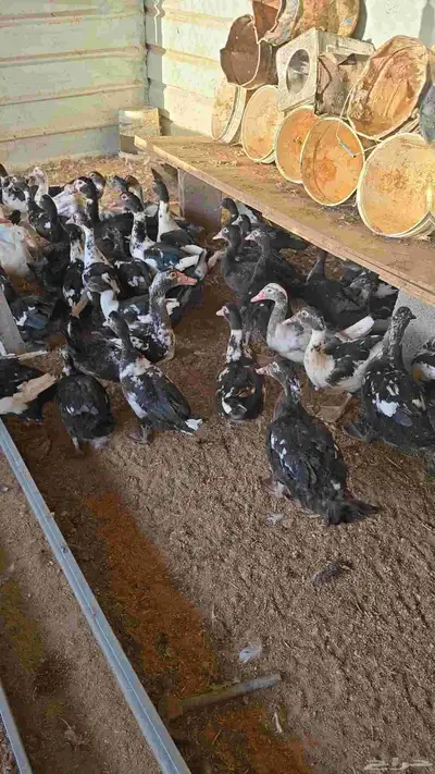 للبيع بح مصري index