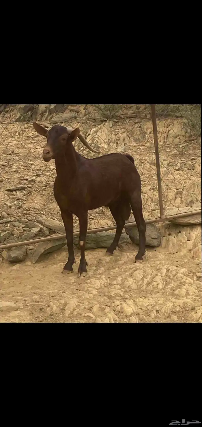 للبيع تيس ادهم ادبس احمر اسن رباع 0