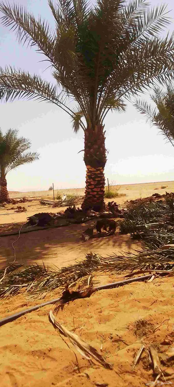 تكريب النخل 0