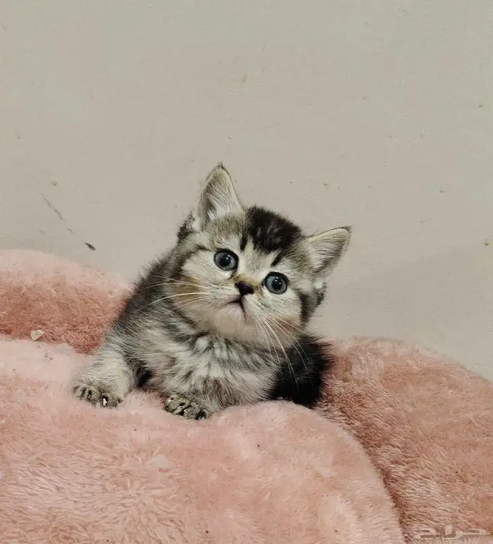 كيتن اسكوتش 0