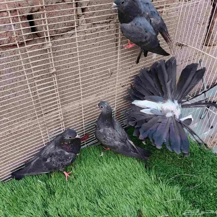 حمام صنعاني حرمي مستوى بطل 4