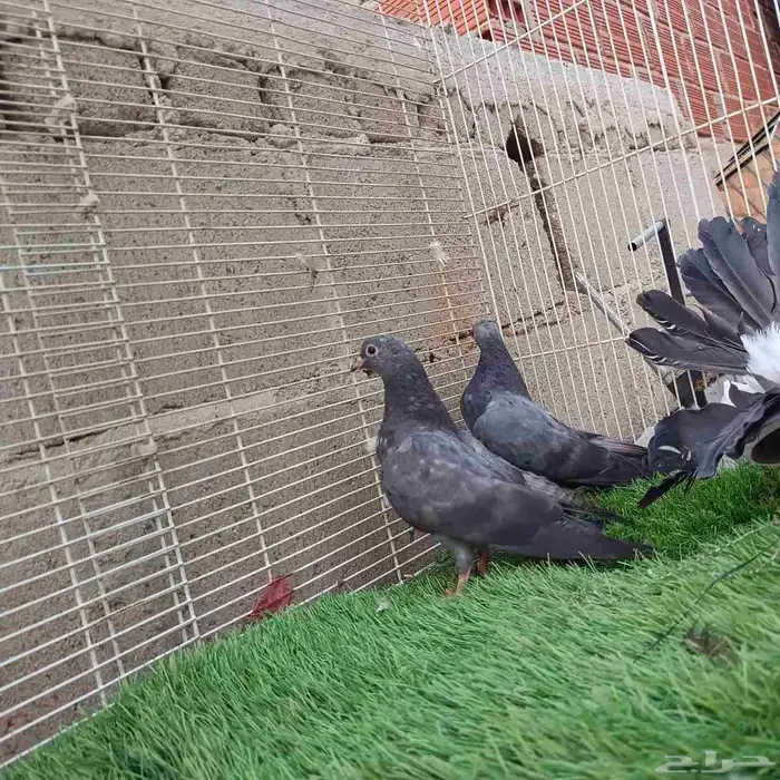 حمام صنعاني حرمي مستوى بطل 1