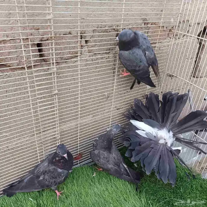 حمام صنعاني حرمي مستوى بطل 3