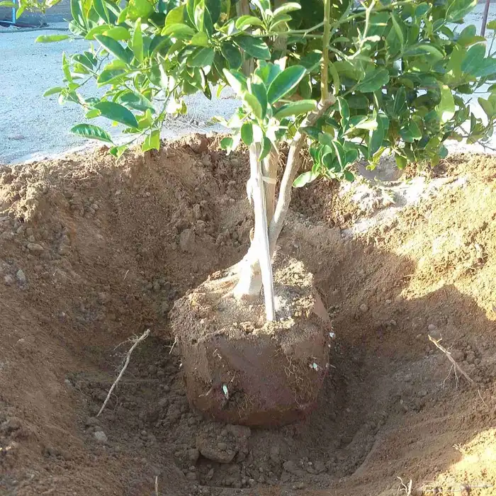 قلع وغرس وتكريب جميع انواع النحيل 0