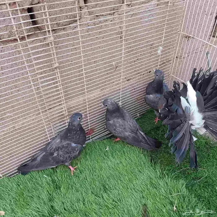 حمام صنعاني حرمي مستوى بطل 2