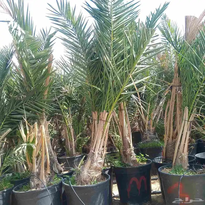 قلع وغرس وتكريب جميع انواع النحيل 1