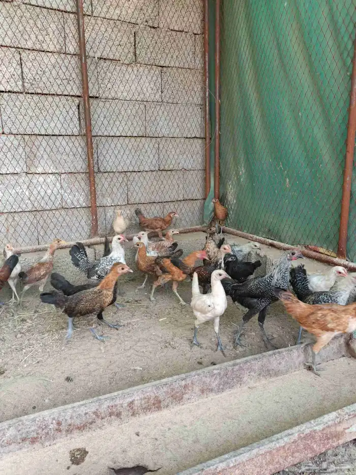 دجاج و فروخ للبيع 7