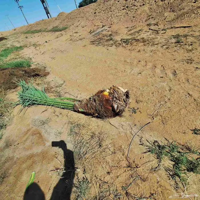 نخيل وفسايل نخيل للبيع 1