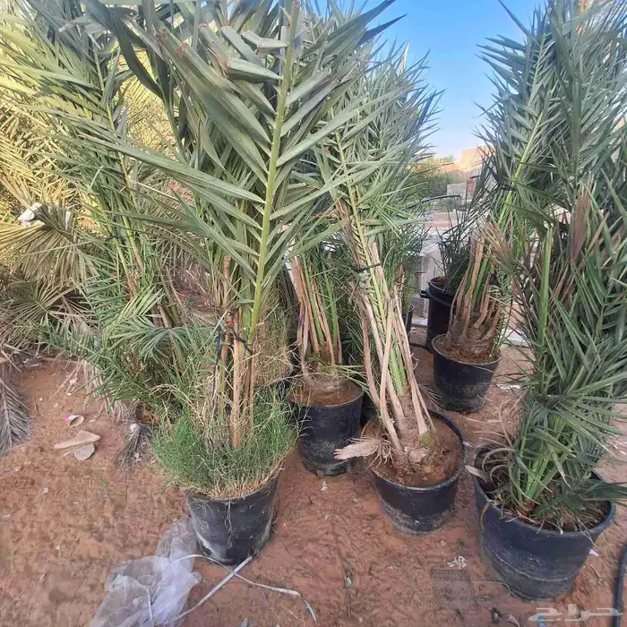 نخيل وفسايل نخيل للبيع 5