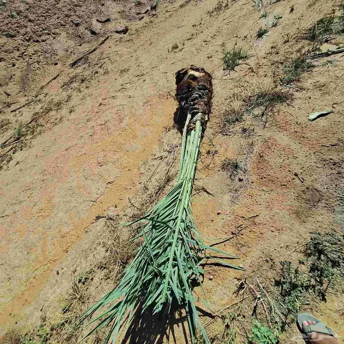 نخيل وفسايل نخيل للبيع 0