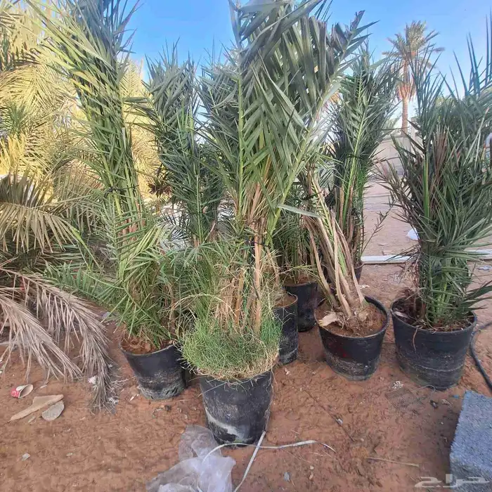 نخيل وفسايل نخيل للبيع 4