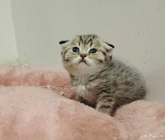 كيتن اسكوتش 2