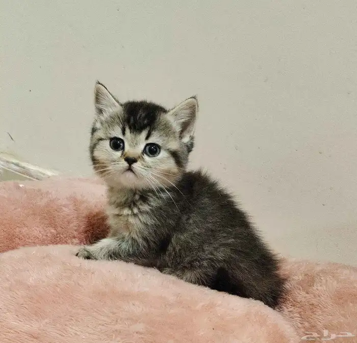 كيتن اسكوتش 1