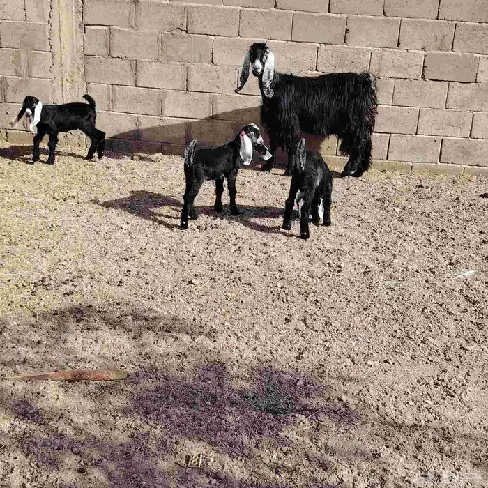 عنز عارضه حدرها 3 جفره وتيسين عمر عيالها 20 يوم سن وديد سلم 2