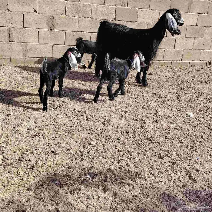 عنز عارضه حدرها 3 جفره وتيسين عمر عيالها 20 يوم سن وديد سلم 1