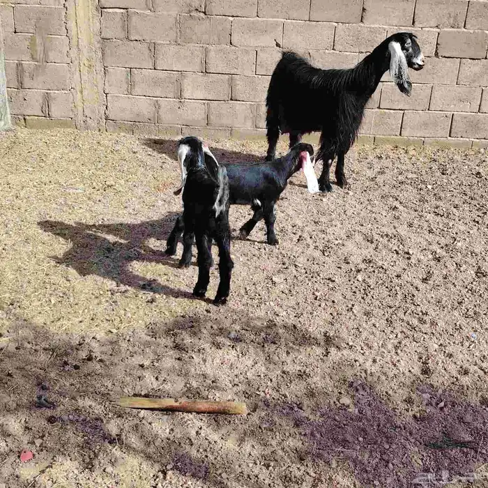 عنز عارضه حدرها 3 جفره وتيسين عمر عيالها 20 يوم سن وديد سلم 0