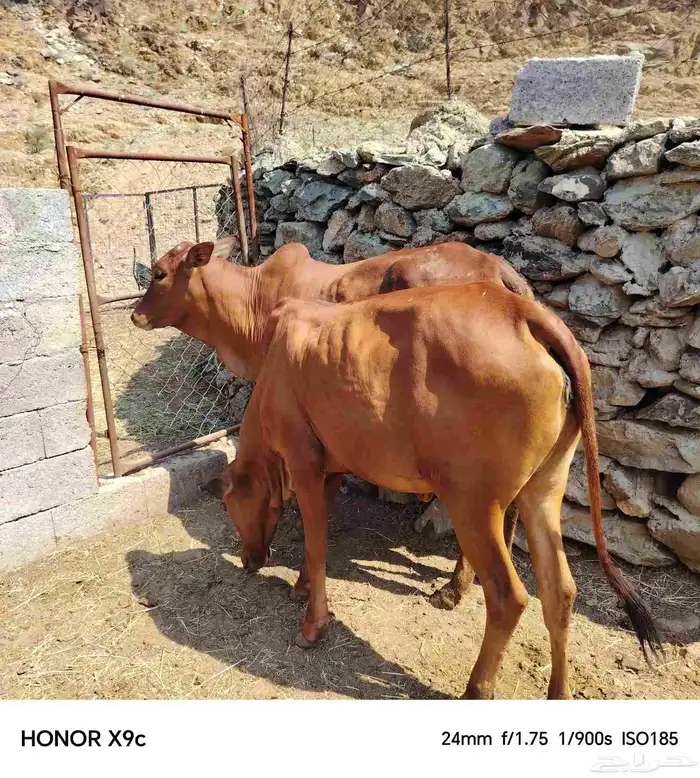 خبيش مغنا رعويات 1