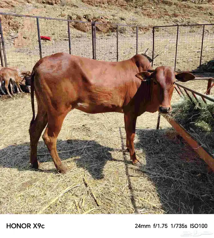 خبيش مغنا رعويات 0