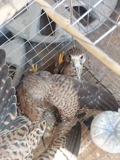 عرض خاص 35. انا بالحفر لايحي الا الصامل 0