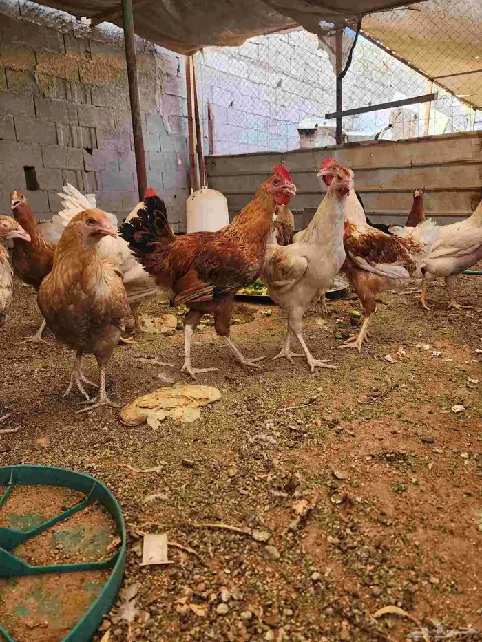 دجاج تركي للبيع اعمارها 5 شهور و6 شهور 0