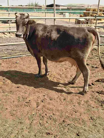 بقرة سوسريه من الفواخر index