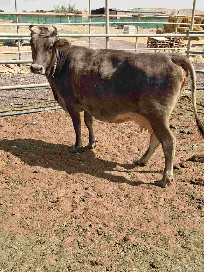 بقرة سوسريه من الفواخر 1