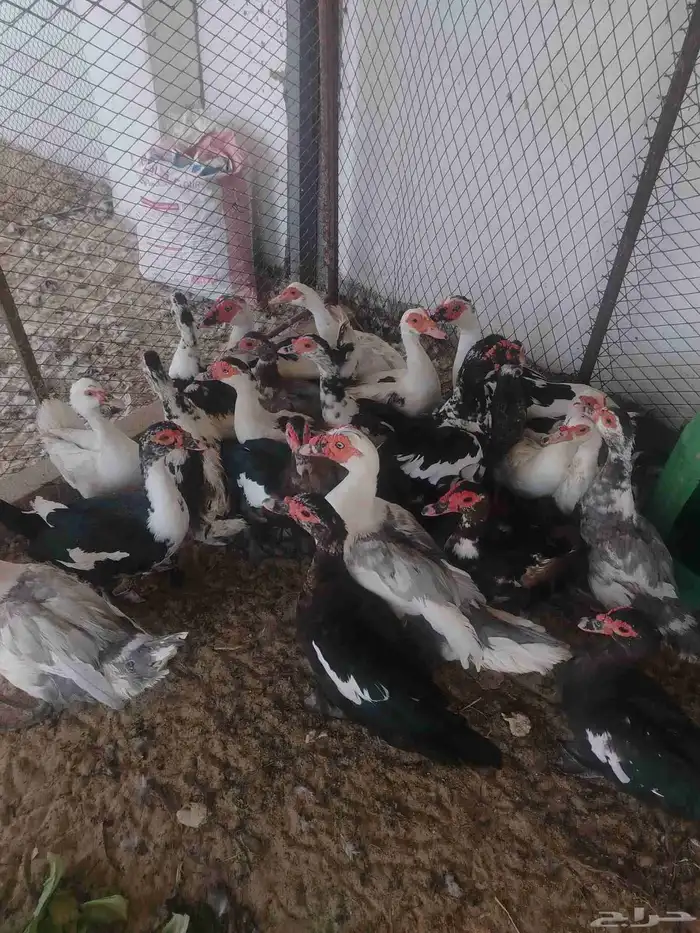 بط مصري منتج 4