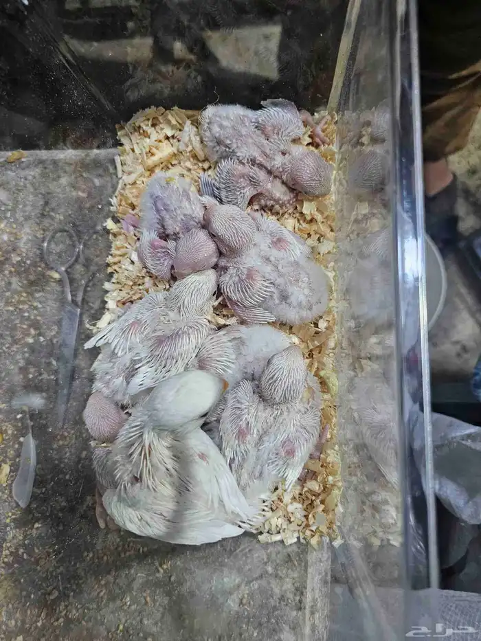 روز البينو فروغ 2