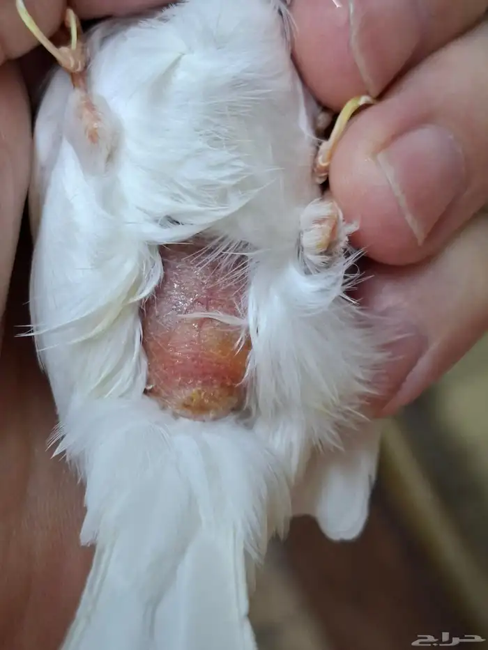 انثى كناري ابيض( تم البيع ) 4