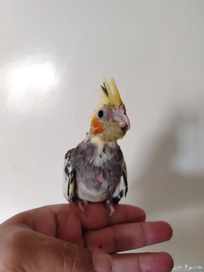 فرخ كروان غر نهاية فطام 1