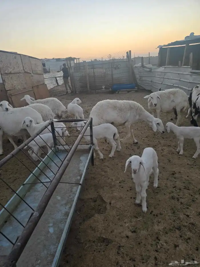 غنم حريات 45تحتها 20 2