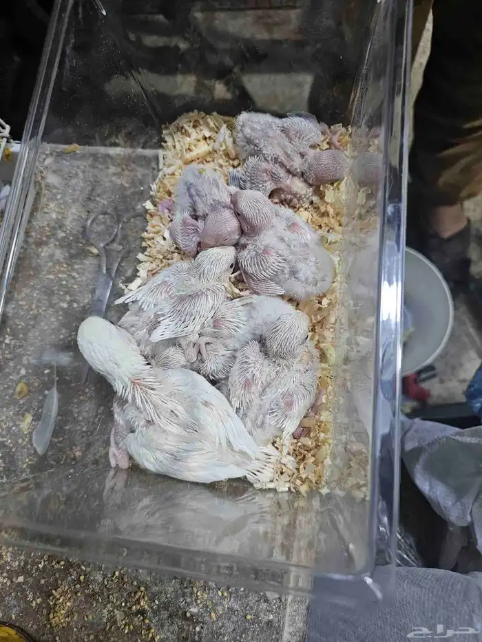 روز البينو فروغ 3