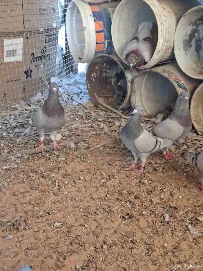 حمام فرنسي سلفر سبر جنبو شرط نتاج عمر صغير الموقع البكيرية 1