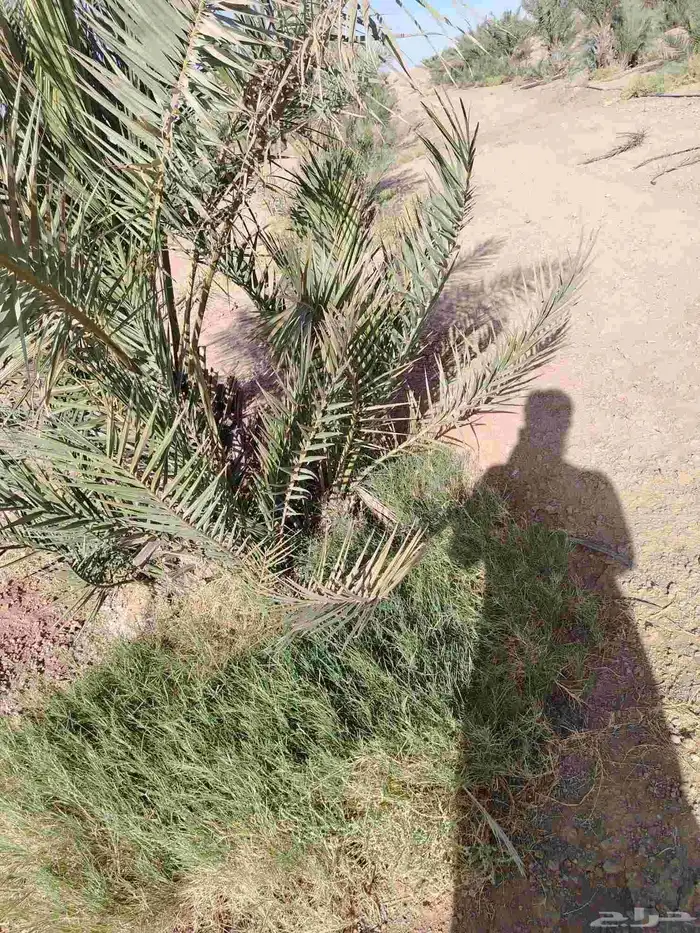 فسايل نخيل للبيع 0