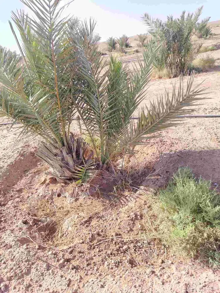 فسايل نخيل للبيع 1