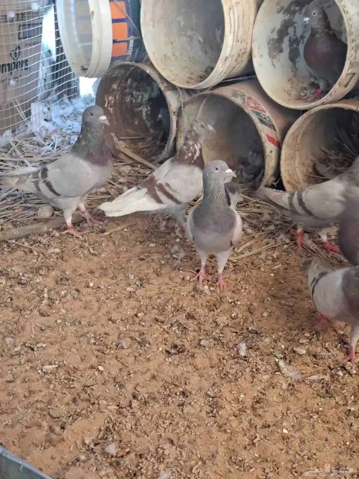 حمام فرنسي سلفر سبر جنبو شرط نتاج عمر صغير الموقع البكيرية 0