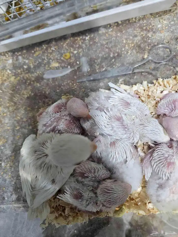 روز البينو فروغ 1