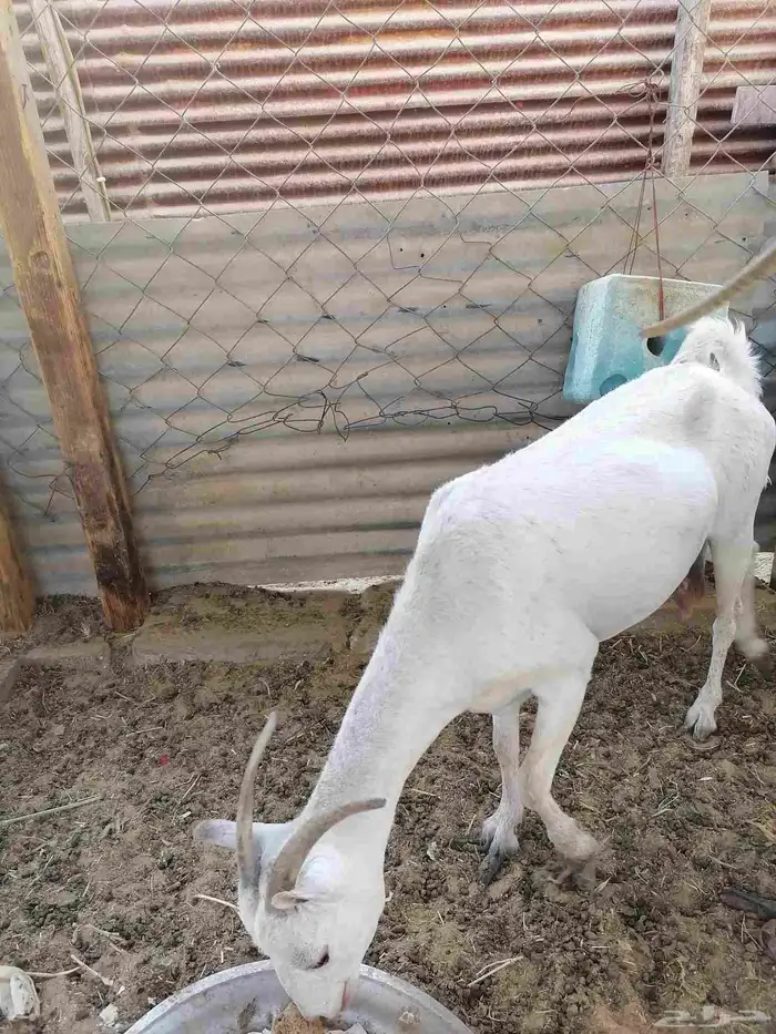 للبيع ماعز مضرع بداية حمال في الأشهر الاوله 0
