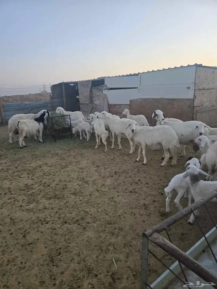 غنم حريات 45تحتها 20 3