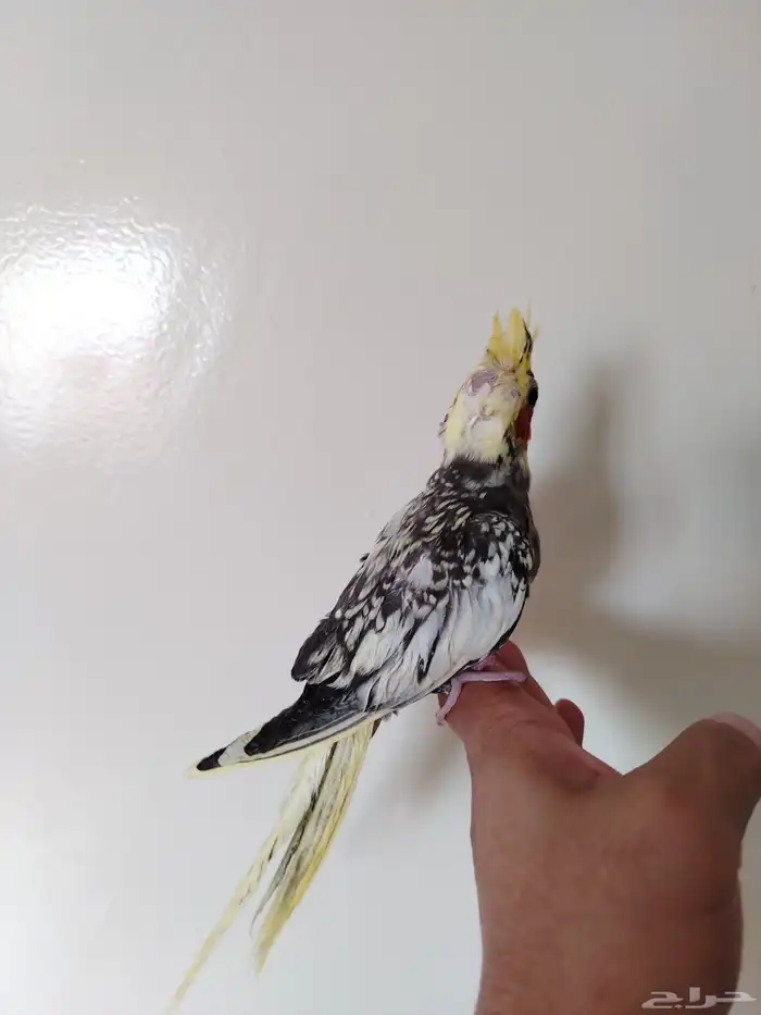 فرخ كروان غر نهاية فطام 3