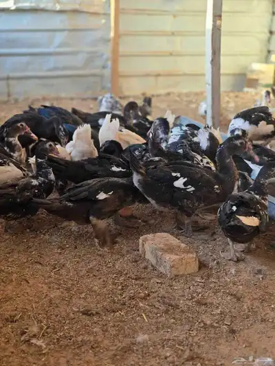 للبيع بح مصري index