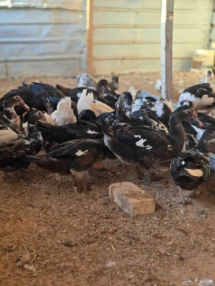 للبيع بح مصري 2