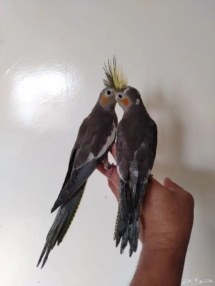 فروخ كروان نهاية غر 2