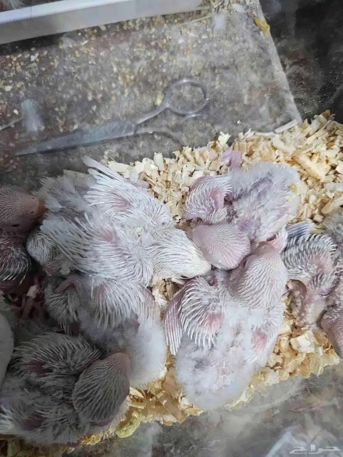 روز البينو فروغ 0