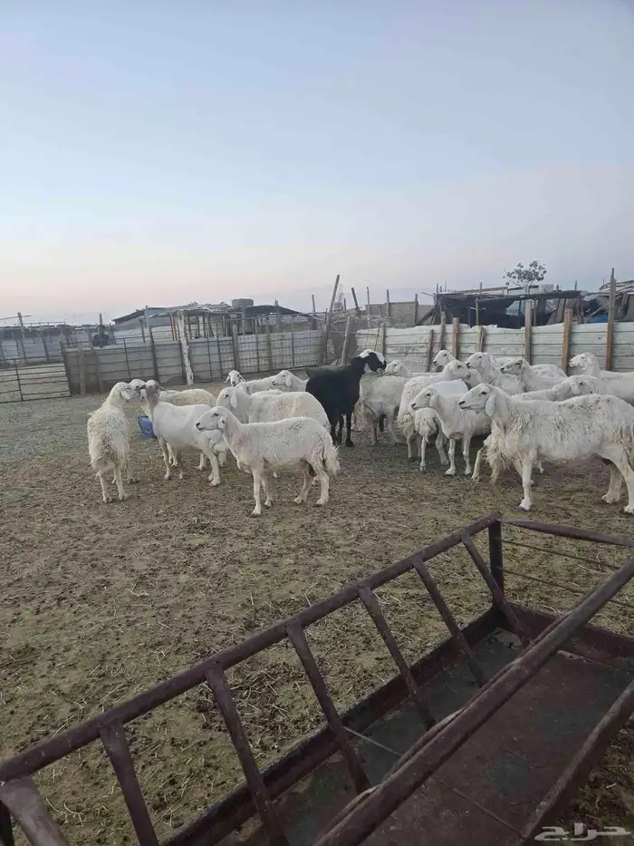 غنم حريات 45تحتها 20 5