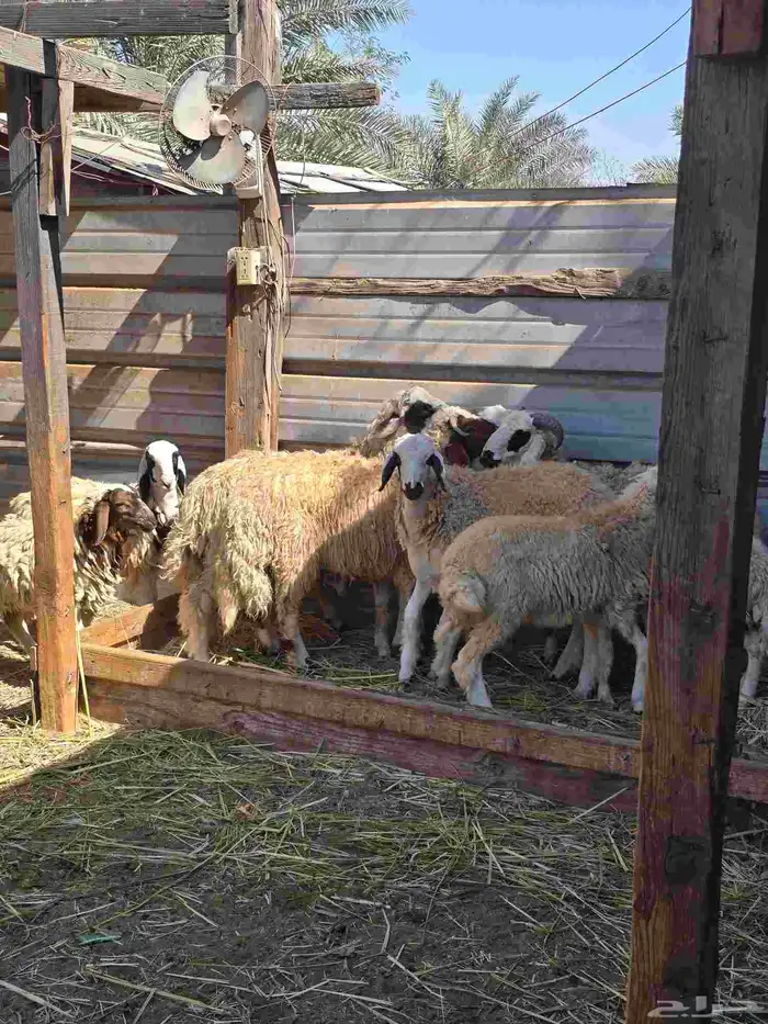 ذبايح نعيمي للبيع 5