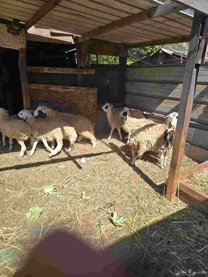 ذبايح نعيمي للبيع 7